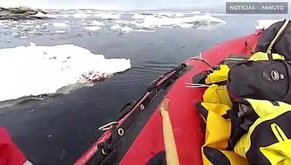 Pinguim pula dentro de barco para dizer "olá"