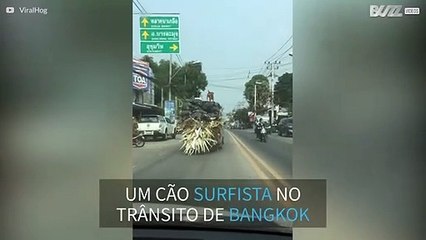 Cão surfa em caminhão pelas ruas de Bangkok
