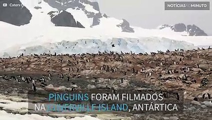 Pinguins da Antártica sem cabeça? Ou ilusão ótica?