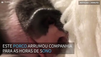 Porco e buldogue dormem abraçados