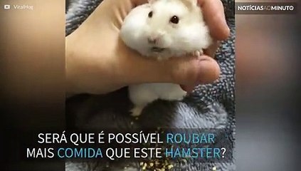 Hamster é pego no flagra com comida de passarinho nas bochechas