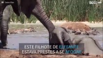 Elefantes salvam filhote de afogamento