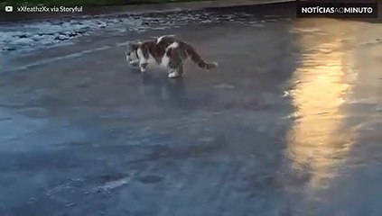 Gato fica confuso ao ver chão congelado pela primeira vez