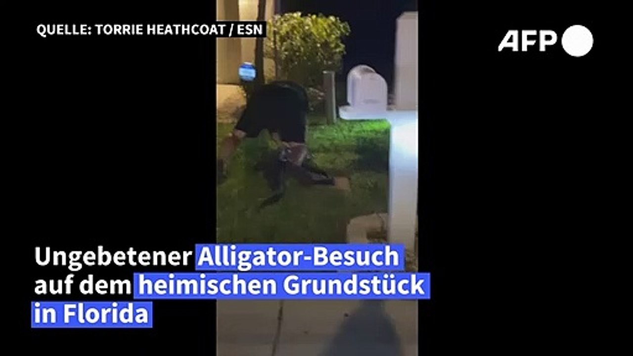 Alligator-Besuch in der Garage