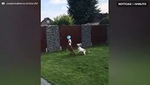 Cães se divertem ao brincar com bexiga