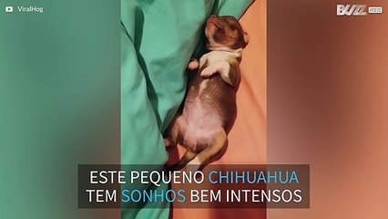 Chihuahua filhote tem um sono bem agitado