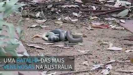 Cobras extremamente venenosas brigam entre si na Austrália