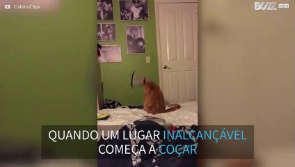 Gato com colar protetor acaba fazendo dança hilária