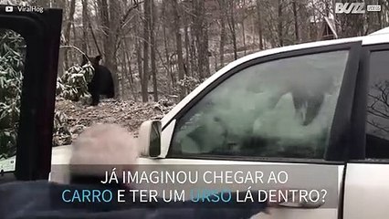 Urso fica preso dentro de carro nos EUA!