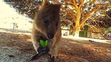 O lado estranho mas encantador do reino animal