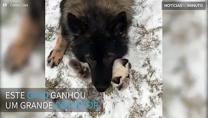 Gatinho ganha um fiel protetor: um pastor alemão