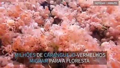 Milhões de caranguejos filhotes migram da água para a floresta