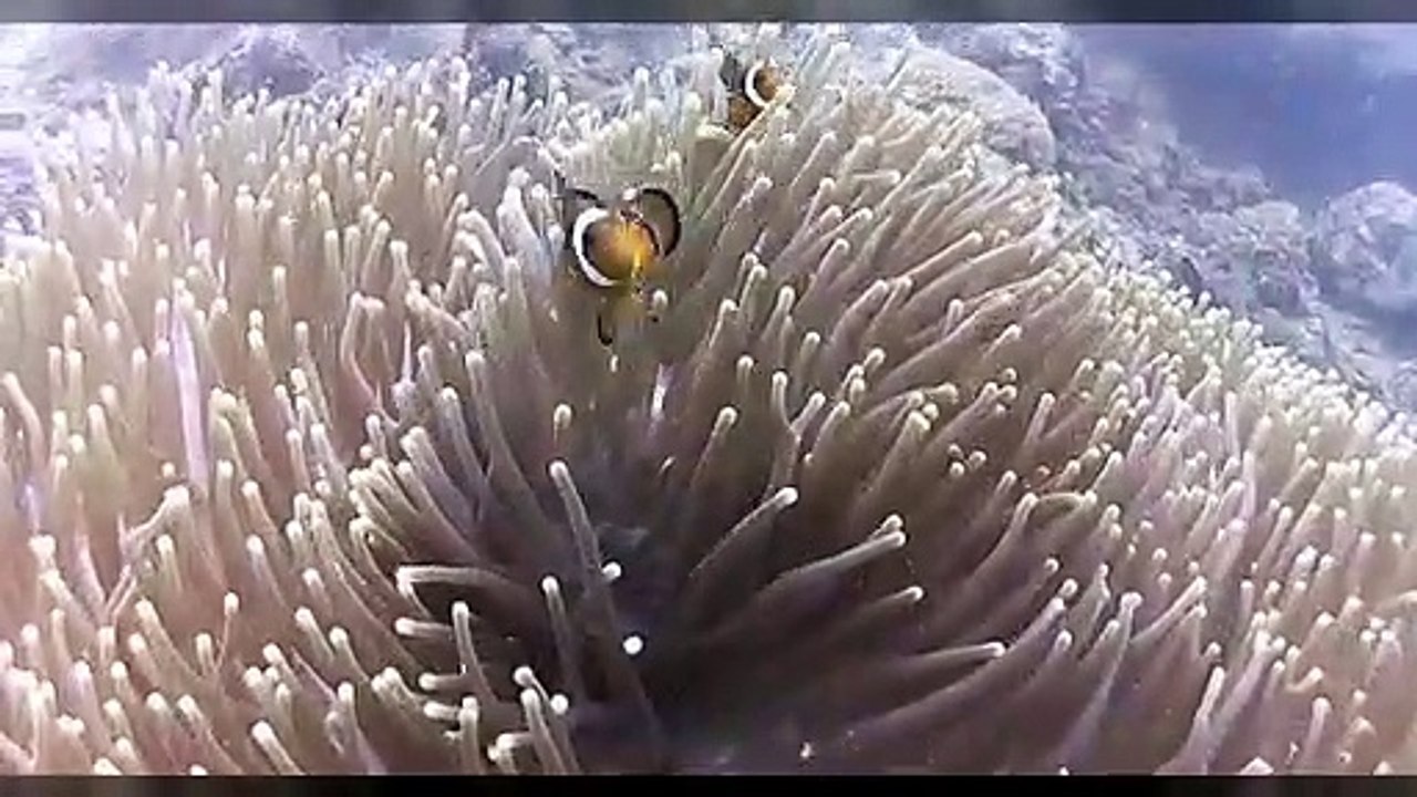 Nemo#2