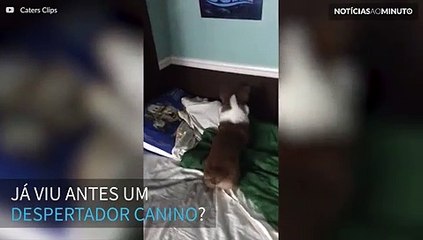 Criança tem um despertador diferente: um cão