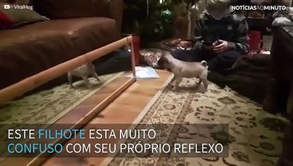 Pug tem reação hilária ao se ver no espelho