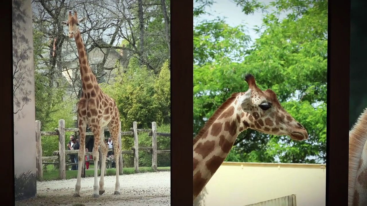 ZOO DE LA FLÉCHE - les girafes / giraffes