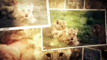 ZooParc de Beauval - Diaporama de photos de la terre des lions / lion land photo slideshow