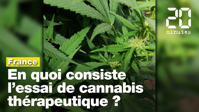 Cannabis thérapeutique : En quoi consiste l’expérimentation en France sur 3.000 patients?