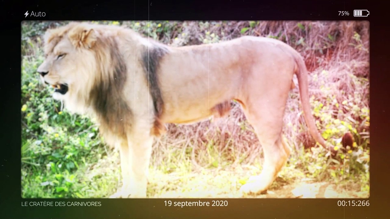 BioParc de Doué La Fontaine - Le cratère des carnivores / The carnivore crater