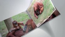 Les orangs-outans du zoo de La Boissière du Doré / Orangutans at La Boissière du Doré zoo