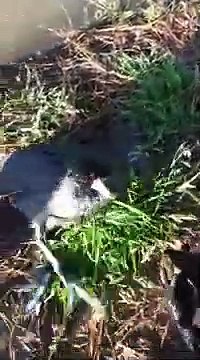 Une énorme grenouille veut manger un oiseau...gourmande