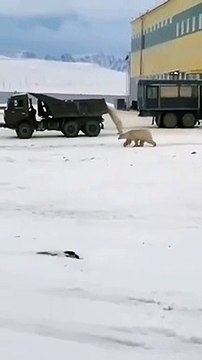 Des ours polaires suivent un camion poubelle pour avoir de la nourriture (russie)