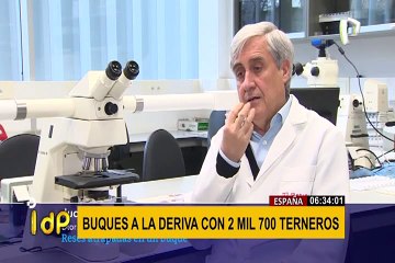 España: hallan dos buques a la deriva con 2 mil 700 terneros deshidratados y hambrientos