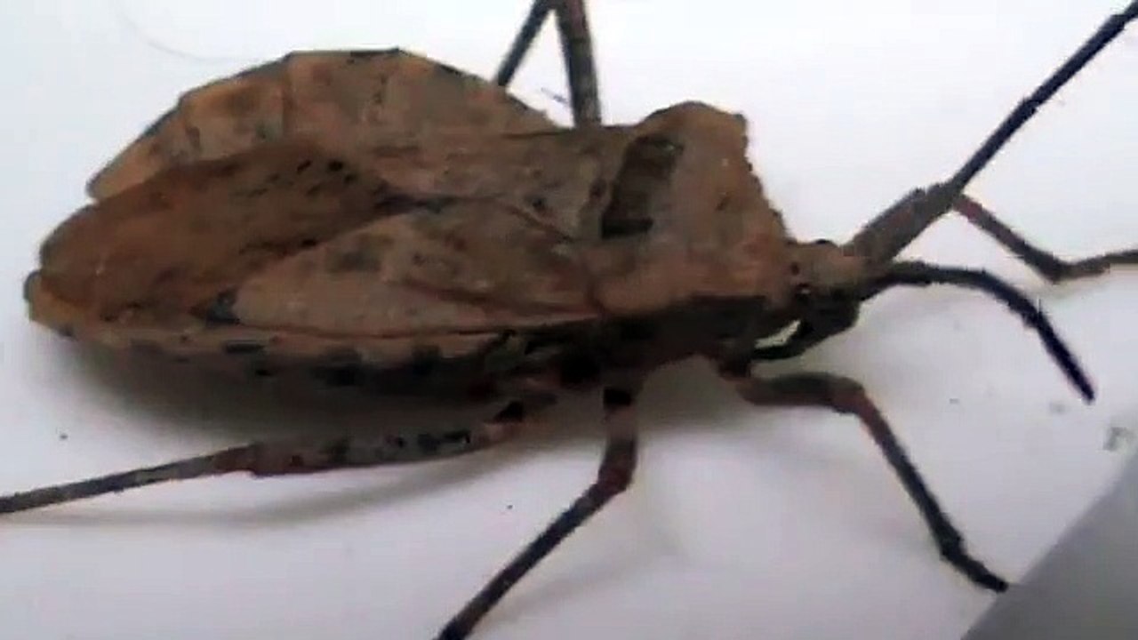 Bedbug,  Sweetpotato bug,  Percevejo ( Corecoris fuscus)