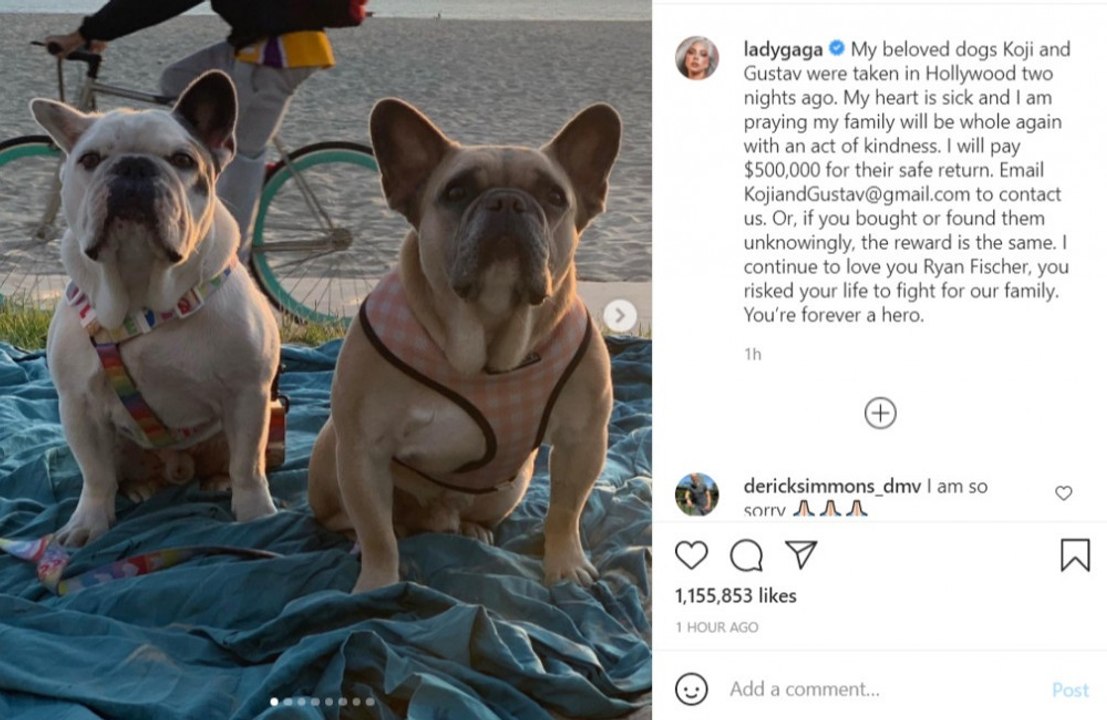 Hundesitter Ryan Fischer lobt Lady Gaga für deren 'unerschütterliche' Unterstützung