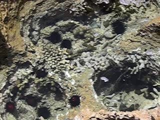Dead Coral Reef in San Juan Puerto Rico