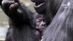 Gorilla-Nachwuchs im Zoo Berlin: Es ist ein Mädchen, Name gesucht