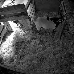 Baby Goat Trying to Sneak Past Mom Faints