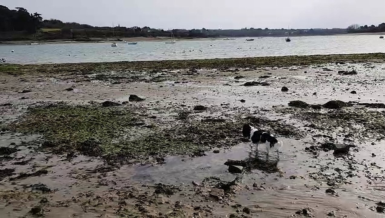 A la plage à Lancieux 21 02 les bernaches