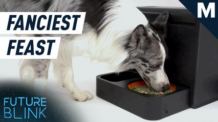 Get instant gourmet meals for your dog with this smart cooker – Future Blink