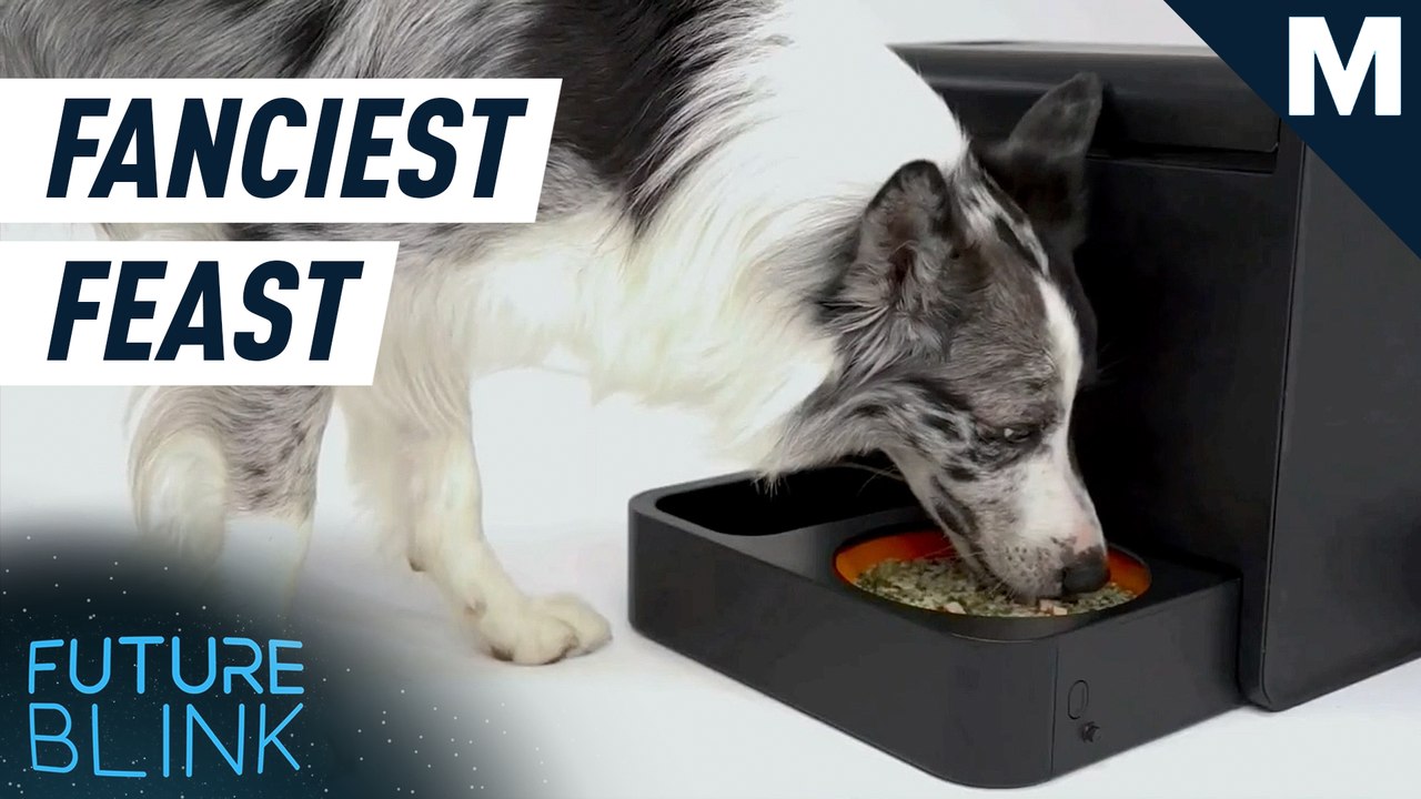 Get instant gourmet meals for your dog with this smart cooker – Future Blink