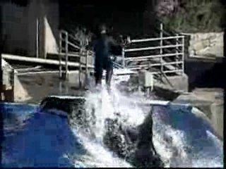 Orca