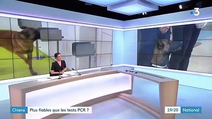 Covid-19 : des chiens renifleurs pour détecter la présence du virus