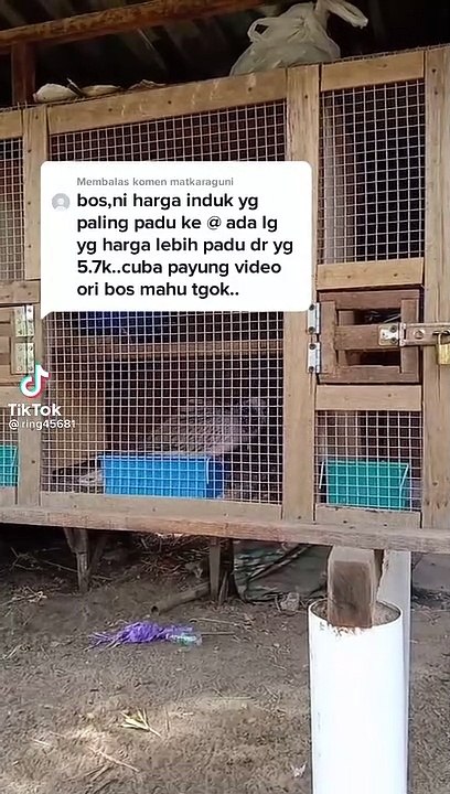 burung terbaik