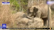 [이슈톡] 다친 엄마 곁을 지키는 아기 코끼리