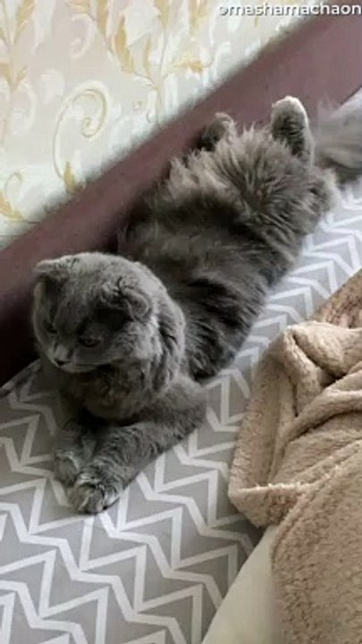 Cat Lying in Weird Position