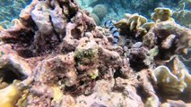 Diver Comes Face to Face with Sea Krait