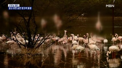 [굿모닝월드] 알고 보면 슬픈 핑크색 물결