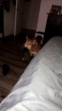 Corgi and Cat Playfully Tussle