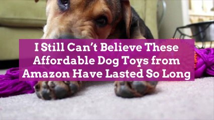 I Still Can't Believe These Affordable Dog Toys from Amazon Have Lasted So Long