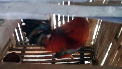 Ang manok Na Pula