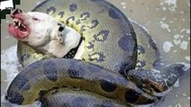 DOG-EATING SNAKE IS HUNTED AND EATEN
