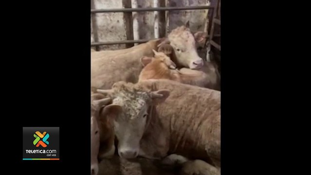 tn7-España Sacrificarán-a-900-terneros-que-nadie-quiso-020321