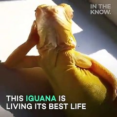 Funny lizard   sleeping