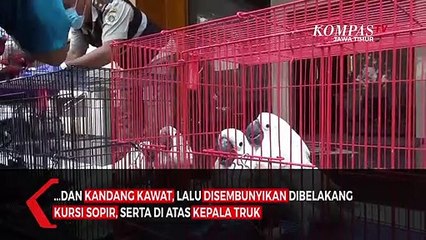 Petugas Gagalkan Penyelundupan Satwa Langka