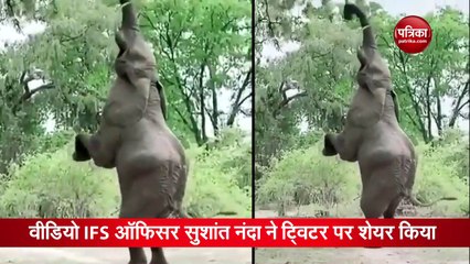 Video: जब गजराज जंगल में करने लगे योग, देखकर आप भी रह जाएंगे दंग